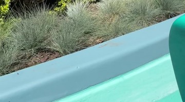 Unexpected Phone Drop at the Happiest Place on Earth