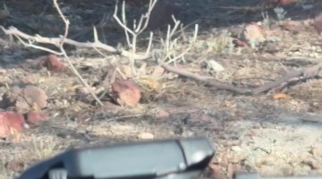 Proud Roadrunner Shows Off His Catch