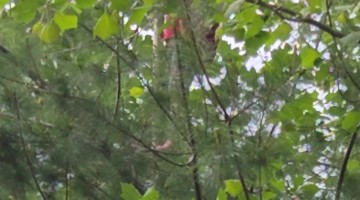 Country Kid Climbs High Into Trees