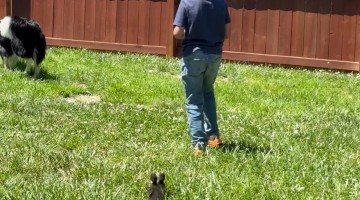 Son Protects Ducklings From Wrestling Dogs