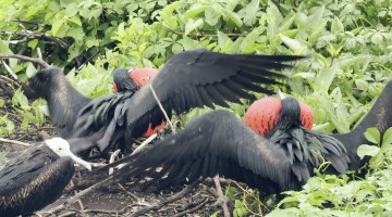 Two Red-Chested Birds Compete to Win an Uninterested Female