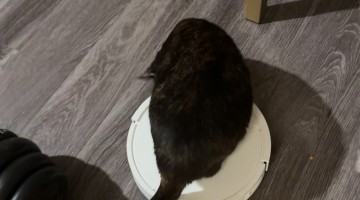 Clever Cat Rides Robot Vacuum