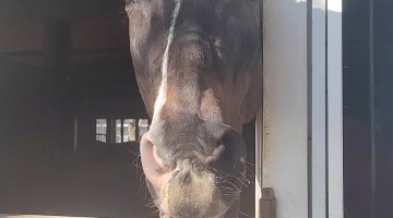 Happy Horse With a Contagious Smile