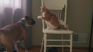 Dog and Cat Playing Around