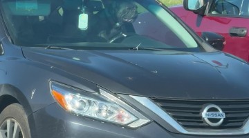 Impatient Frenchie Sounds Horn in Parking Lot