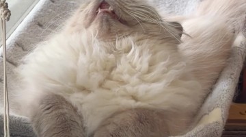 Cat Sleeps With His Mouth Open