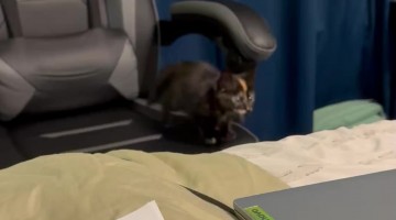 Kitten Jumps Around and Falls Off of Bed