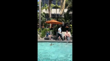 Ducklings Get an Assist From Hotel Staffer
