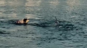 Dog Loves Swimming With Dolphins
