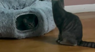 Small Purrticle Collider