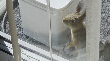 Clever Squirrel Opens Peanut Jar
