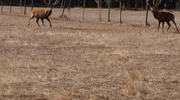 Red Deer Stag Wants All the Smoke... Until He Doesn't