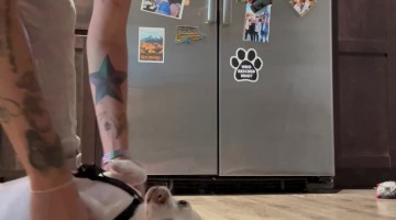 Flipping the Chihuahua Cheeto