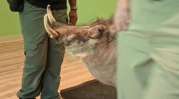 Peaches the Warthog Delights Zoo Visitors