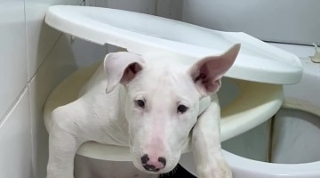 Puppy Gets Stuck in Toilet Seat