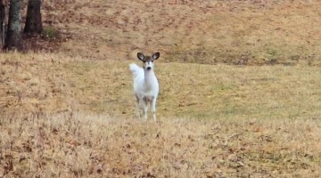Piebald Whitetail Deer in Maine