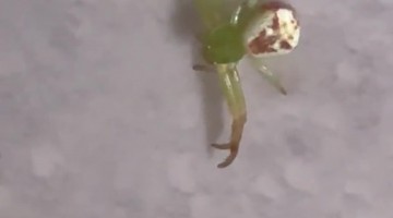 Spider With a Face on Its Back