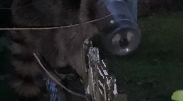 Saving a Raccoon With a Jar on Its Head