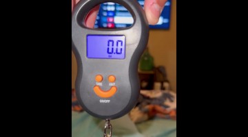Weighing New Born Kitten