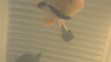 Mr. Sue Enjoying Snacks in His Floaty