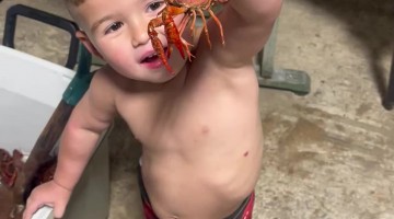 Getting Into the Box of Crawfishes