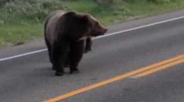 Triplet Grizzly Bear Cubs In Grand Teton