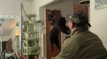 Black Cat Trains for Long Jump World Record