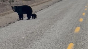 Driver Encounters Momma Bear and Adorable Cubs