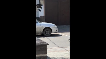 Genius Crow Uses Car Wheel as a Tool to Open Container