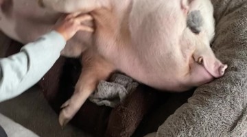 Mr. Pig Loves Belly Rubs