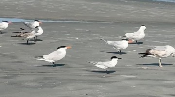 Bird Chooses Mischief And Rams Into Backside