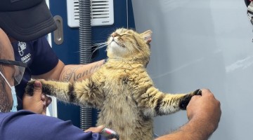 Cat Has Spiritual Experience at the Groomer