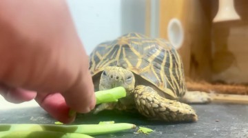 Tortoise Reaction to Medicine