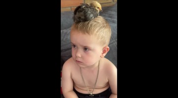 Little Boy With a Chicken on His Head