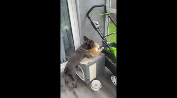 Pup Snuggles Cat