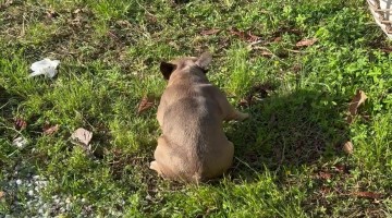 Bulldog Spinning in Circles