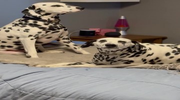 Dalmatian Pups Find the Easter Egg Basket Candy