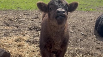 One Week Old Darling Highland Cow