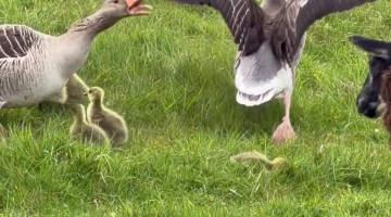 Goose Protects Its Chicks From the Sheep