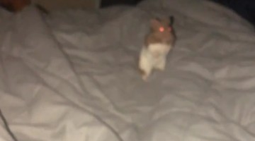 Woke Up to My Hamster Staring at Me at 3 AM