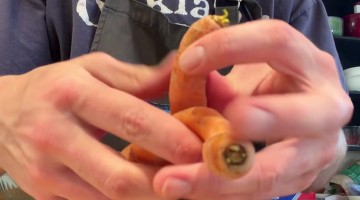 Two Carrots Grow Together In Spiral