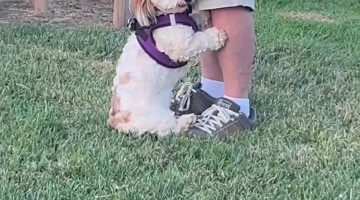 Dog Asks Dad For Uppies In Dog Park