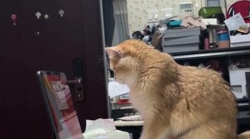 Programming Orange Cat Taps On Screen