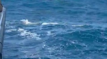 Multiple Orcas Breaking Water
