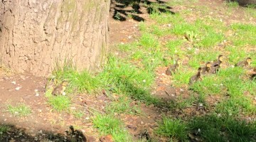 Wood Duckling Bravely Leap From Tree Nest