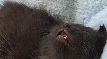 Kitten Falls Asleep Mid-Convo