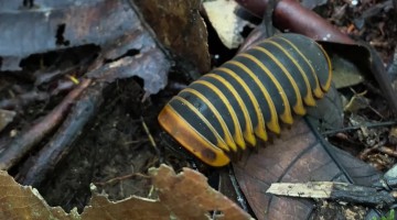 Borneo Giant Pill Millipede