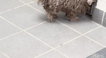 Little Dog With Silly Shaved Head