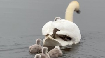 Swan Cygnets Hitch a Ride on Mom