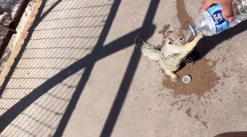 Thirsty Squirrel at the Grand Canyon